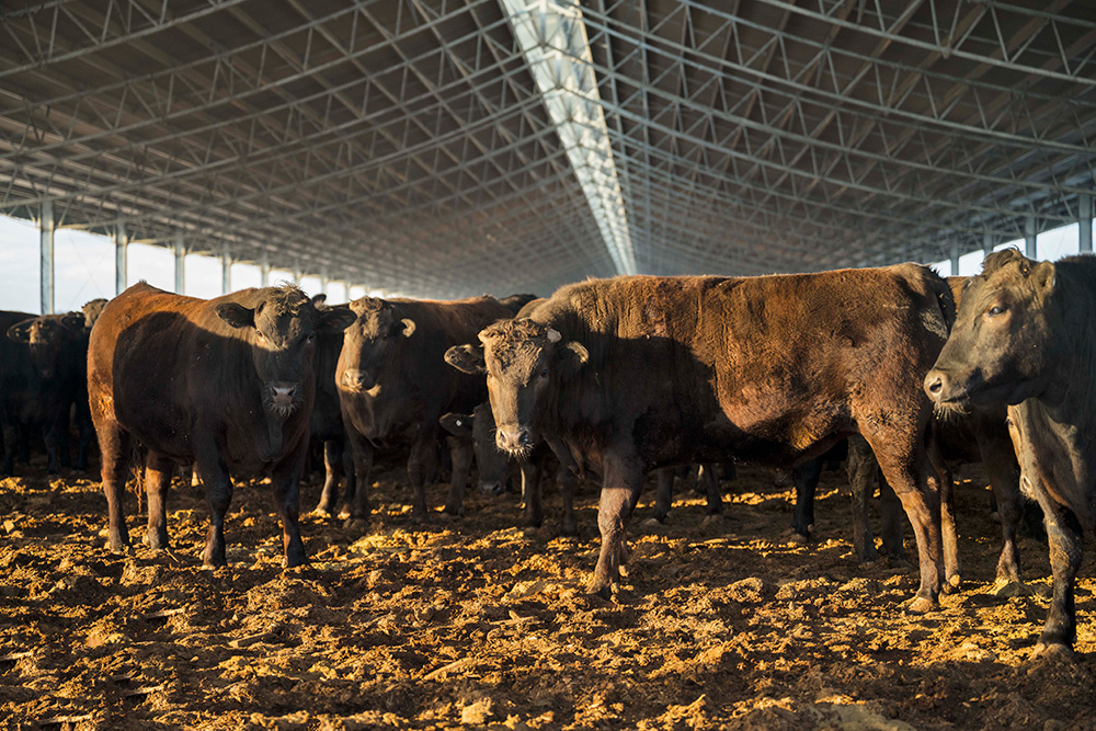 Крупный рогатый скот на пастбище