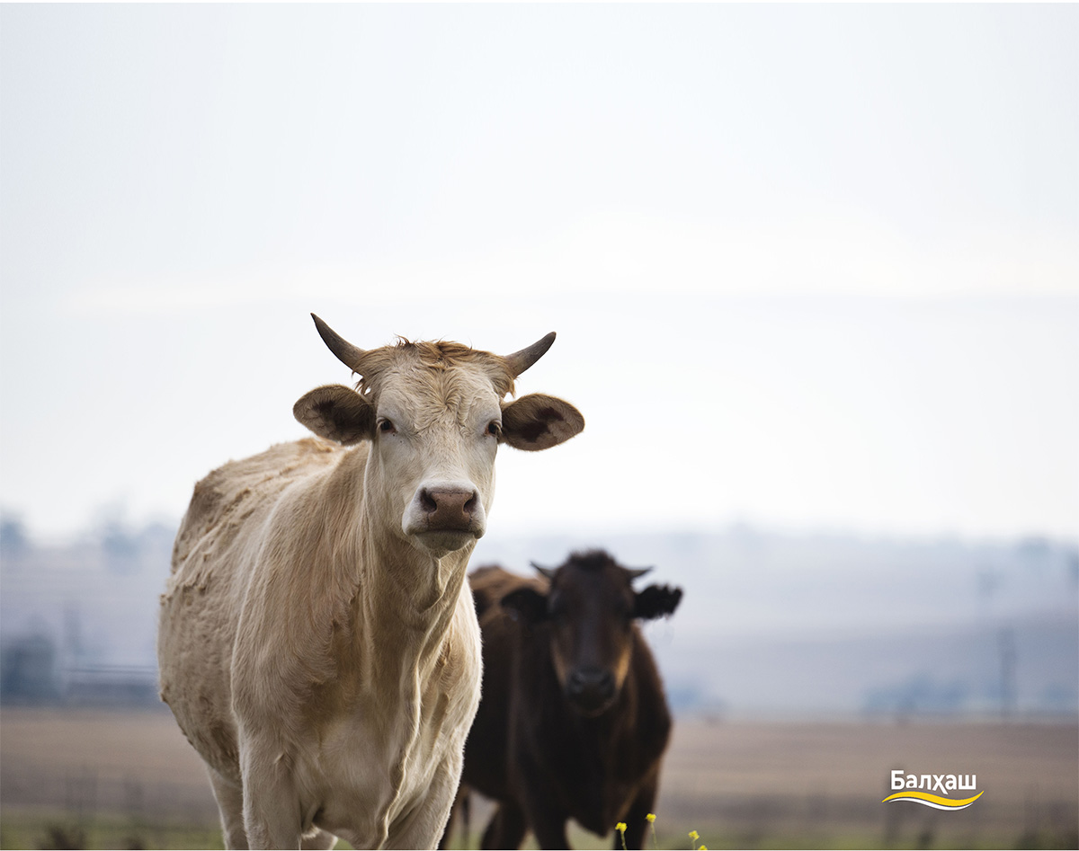 Скот на пастбище