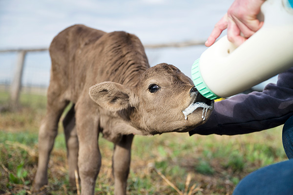 Казахстанское скотоводство