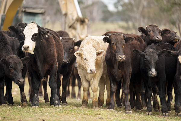 Производство мяса в Казахстане